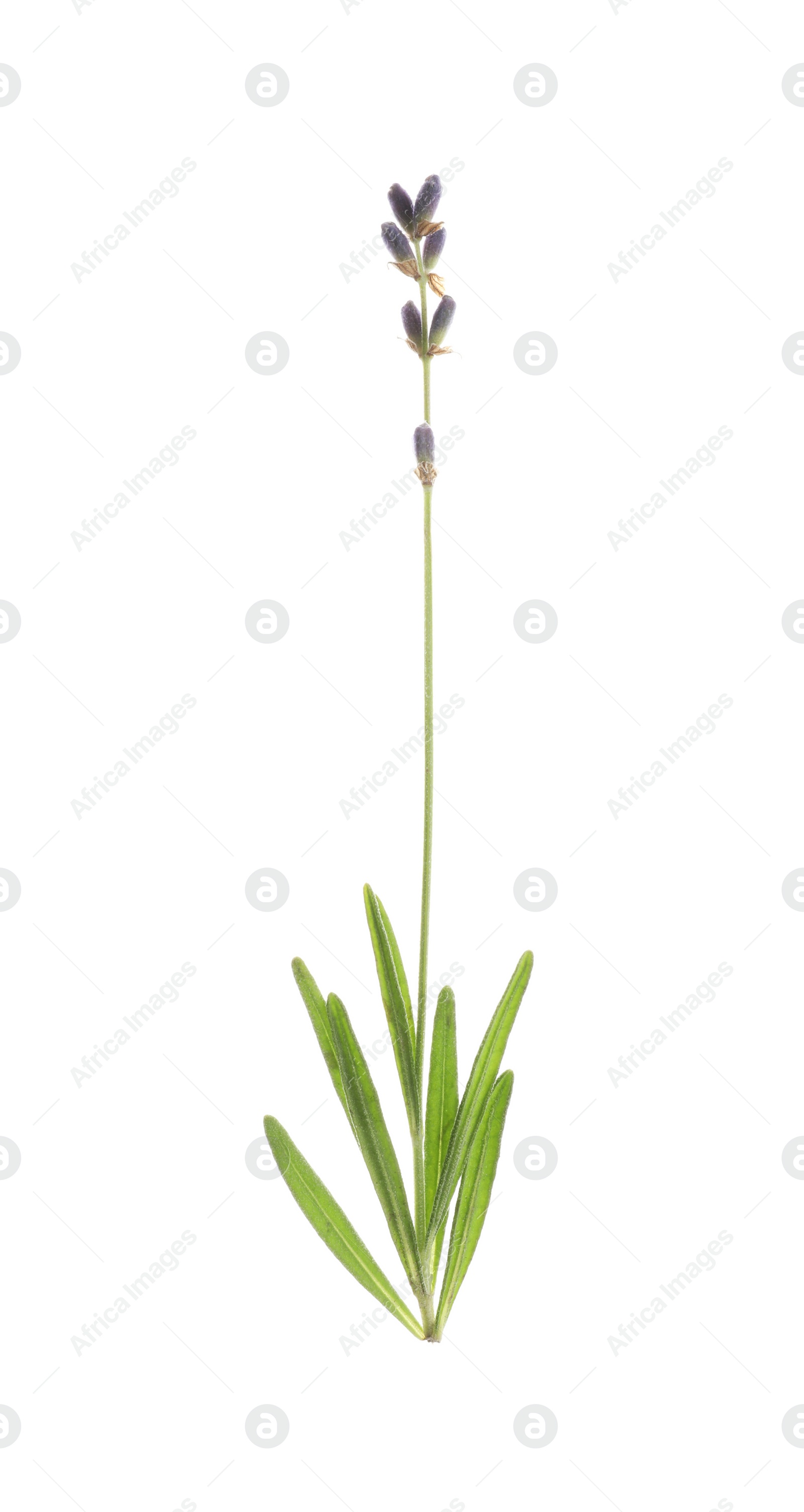 Photo of Beautiful fresh lavender flower isolated on white