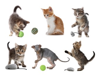 Adorable kittens playing with toys on white background, collage. Lovely pet 