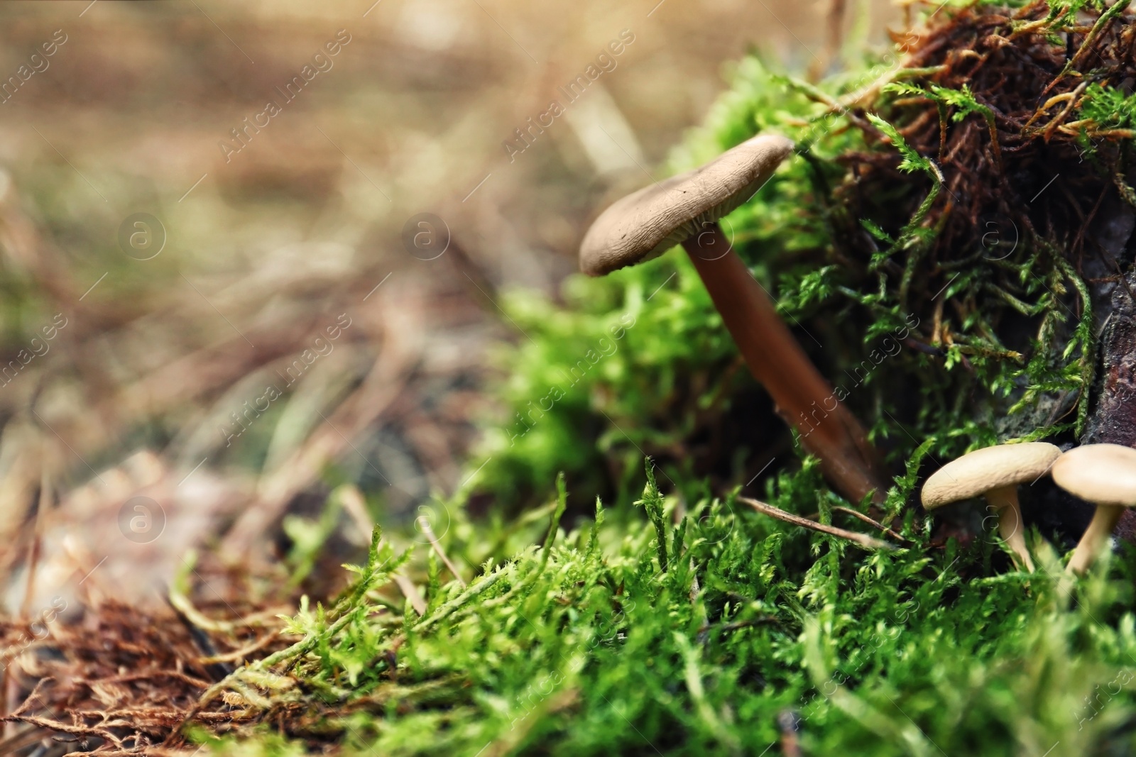 Photo of Mushrooms growing in wilderness on autumn day, closeup