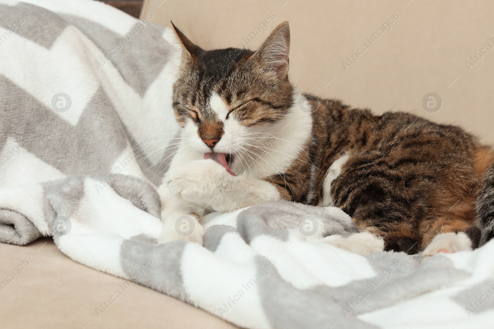 Photo of Cute cat cleaning itself on sofa at home