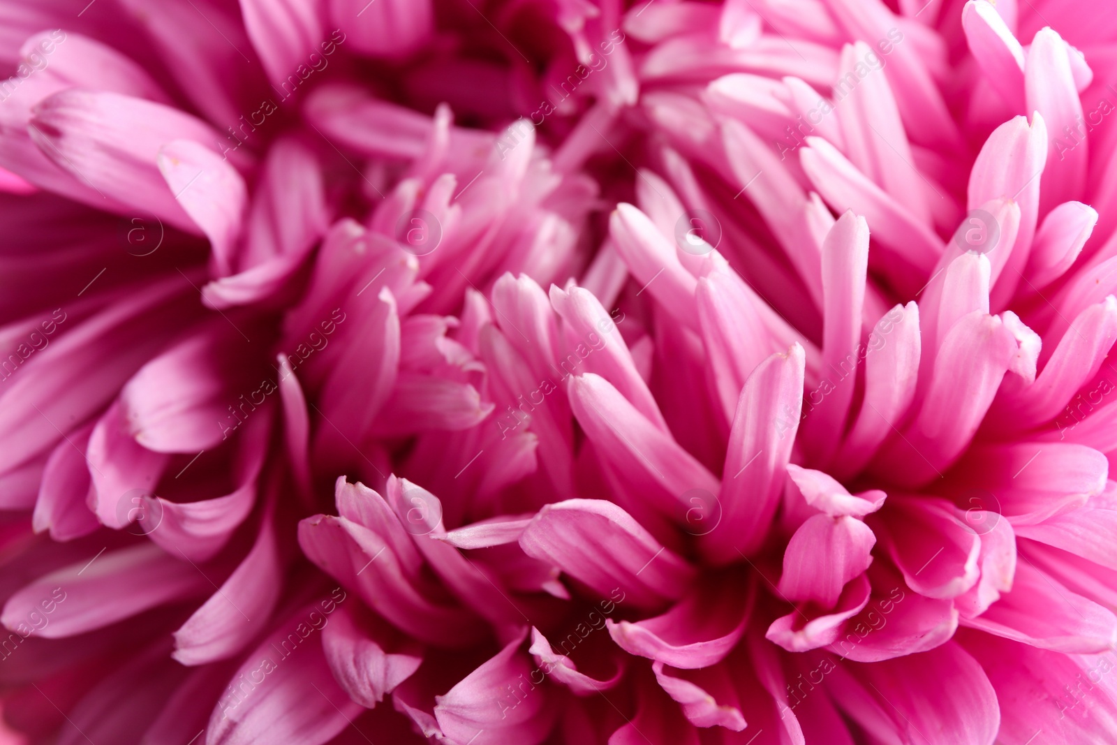 Photo of Beautiful pink aster as background, closeup. Autumn flower