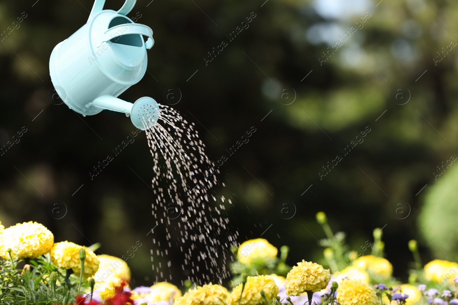 Photo of Watering fresh flower bed with can outdoors. Space for text