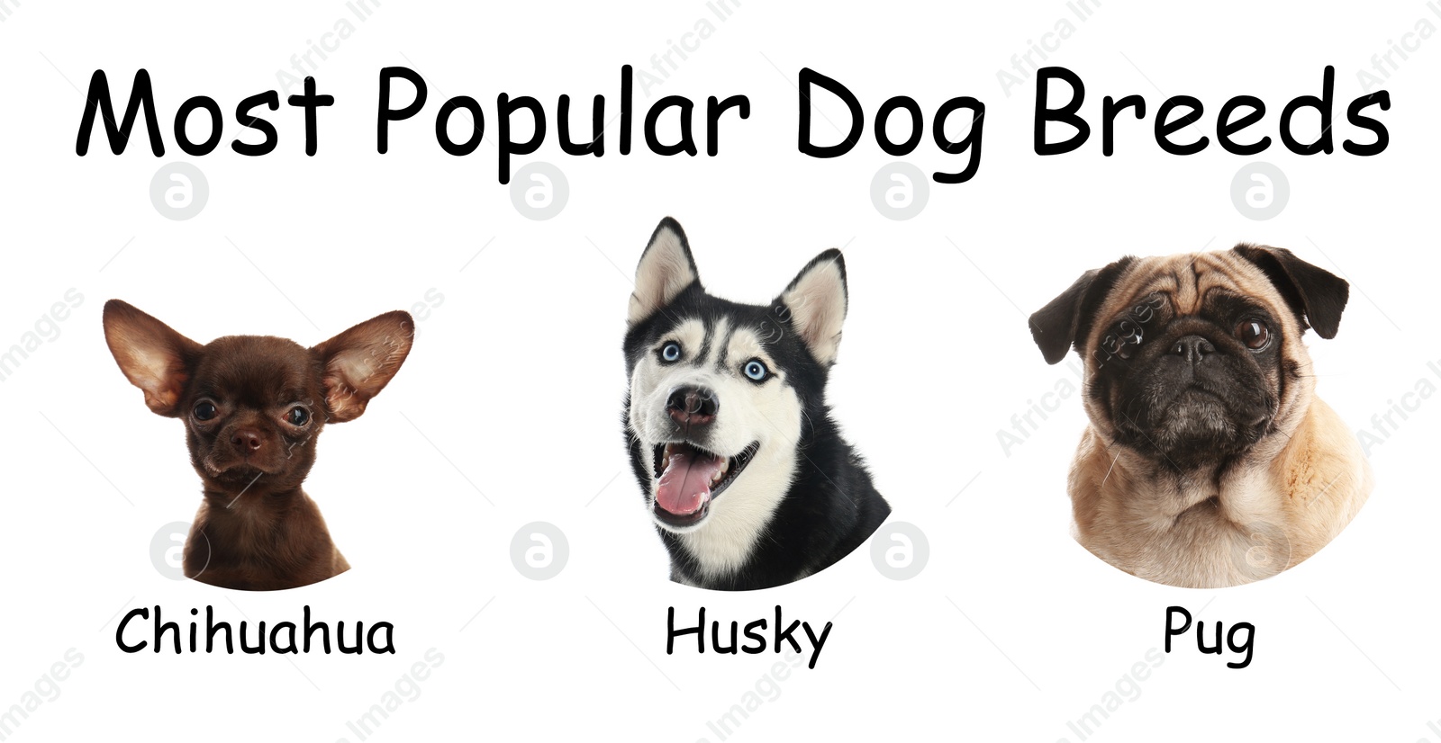 Image of Set of different adorable dogs on white background. Most popular breeds