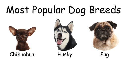 Image of Set of different adorable dogs on white background. Most popular breeds