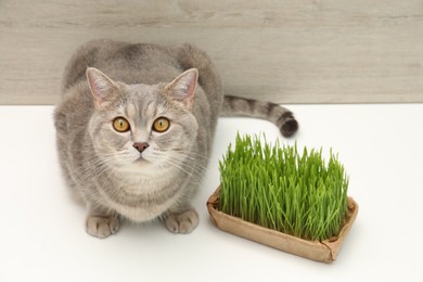 Cute cat near fresh green grass on white surface, above view