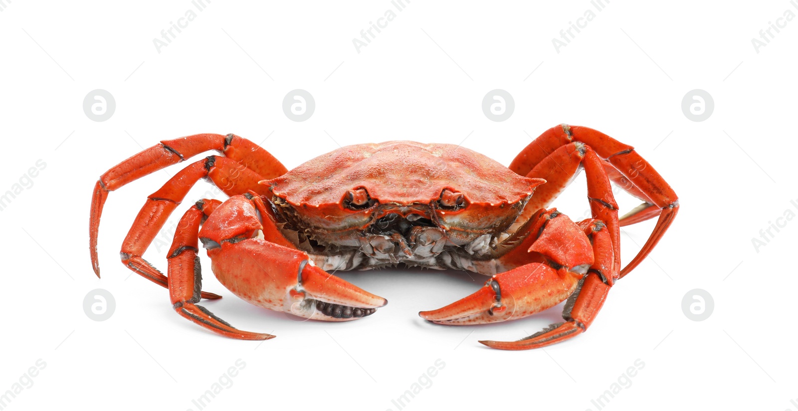 Photo of One delicious boiled crab isolated on white