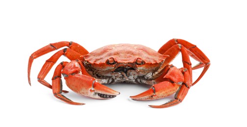 One delicious boiled crab isolated on white