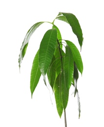 Branch of mango tree with green leaves on white background