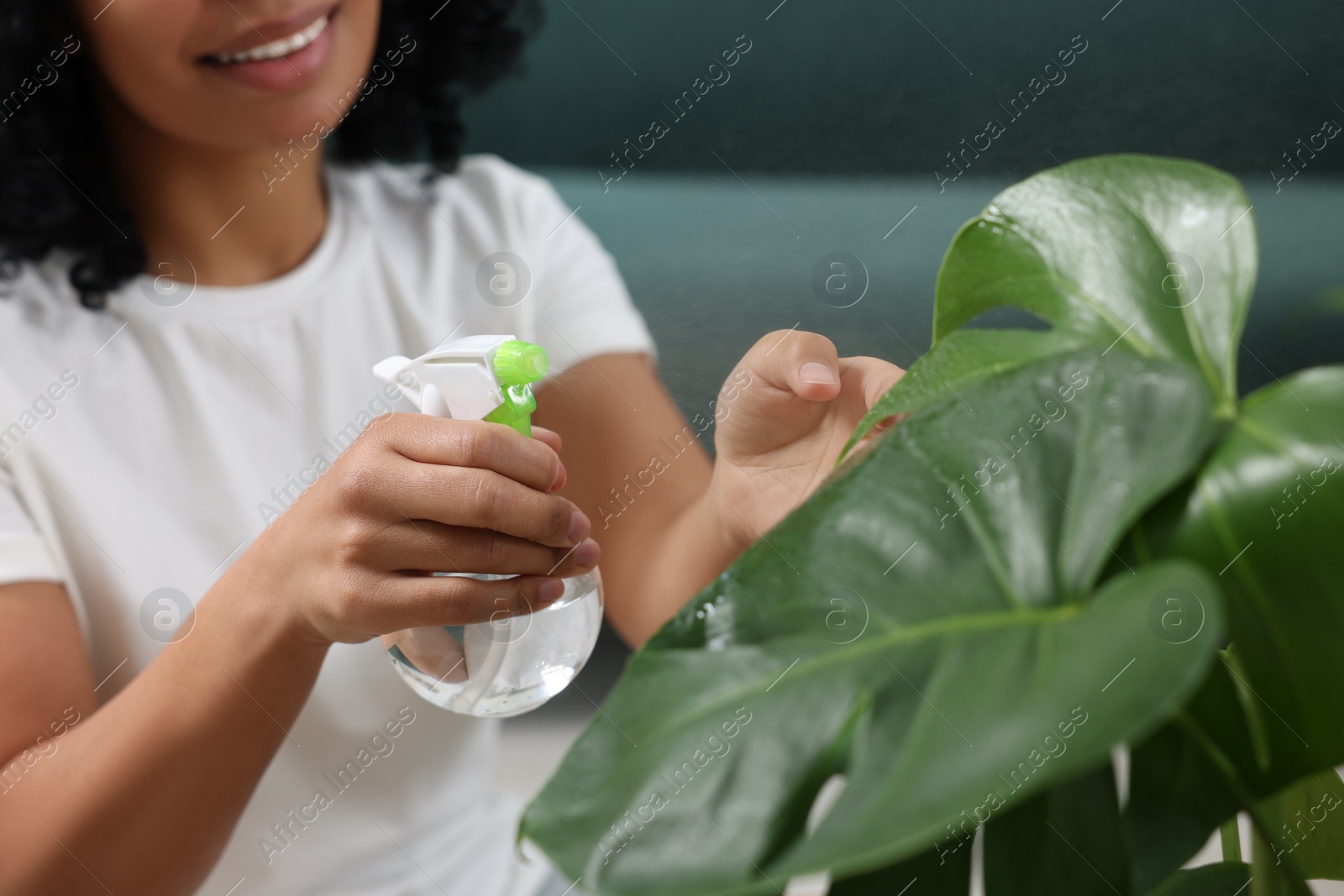 Photo of Houseplant care. Woman spraying beautiful monstera with water, closeup