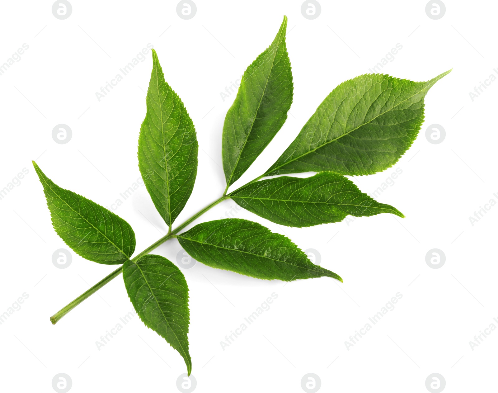 Photo of Fresh green elderberry leaves on white background, top view