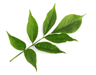 Photo of Fresh green elderberry leaves on white background, top view