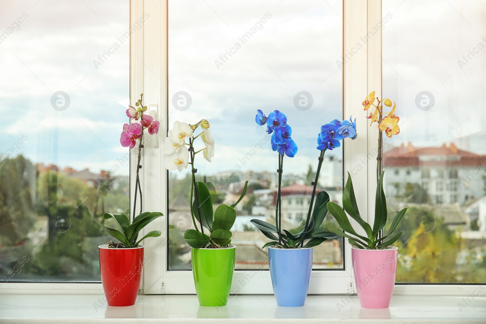 Photo of Beautiful tropical orchid flowers in pots on windowsill