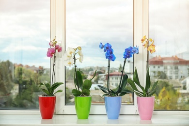 Beautiful tropical orchid flowers in pots on windowsill