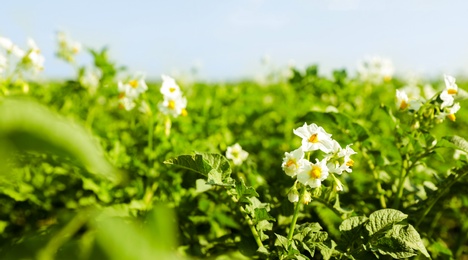 Beautiful field with blooming potato bushes on sunny day