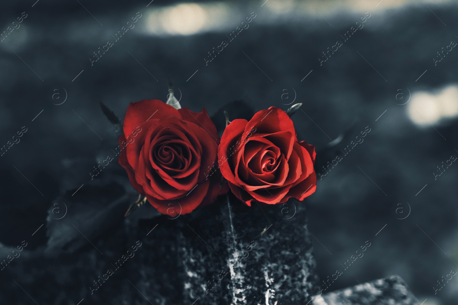 Photo of Red roses on grey granite tombstone outdoors, closeup