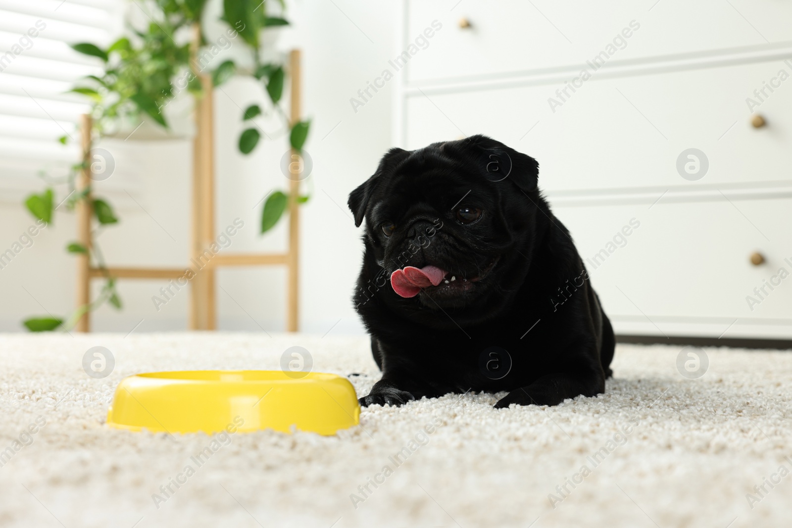 Photo of Cute Pug dog eating from plastic bowl in room, space for text