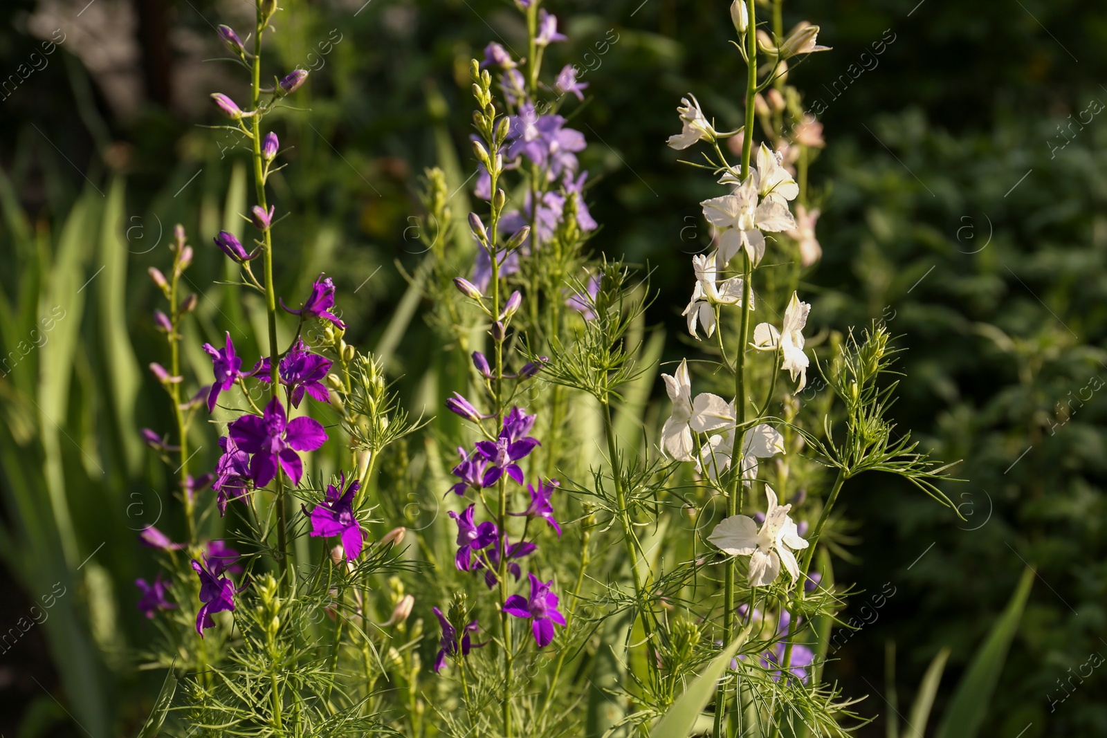 Photo of Beautiful blooming plants with white and purple flowers growing in garden on sunny day