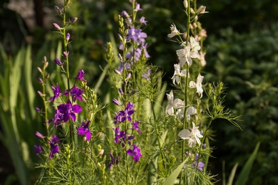 Beautiful blooming plants with white and purple flowers growing in garden on sunny day