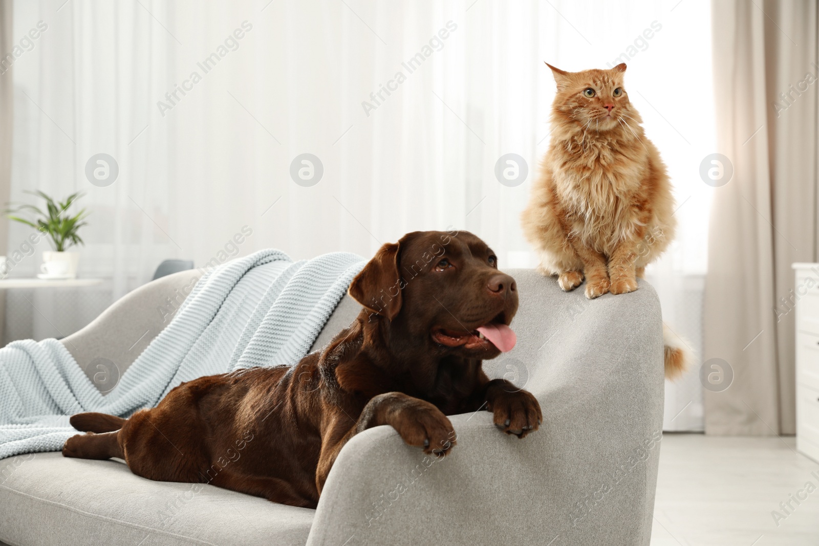 Photo of Cat and dog together on sofa indoors. Fluffy friends