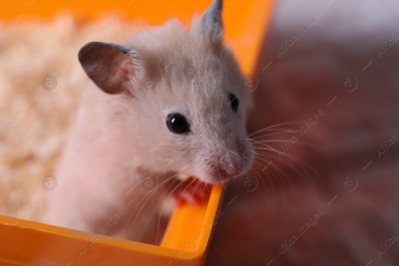 Photo of Cute fluffy pearl hamster at home, closeup