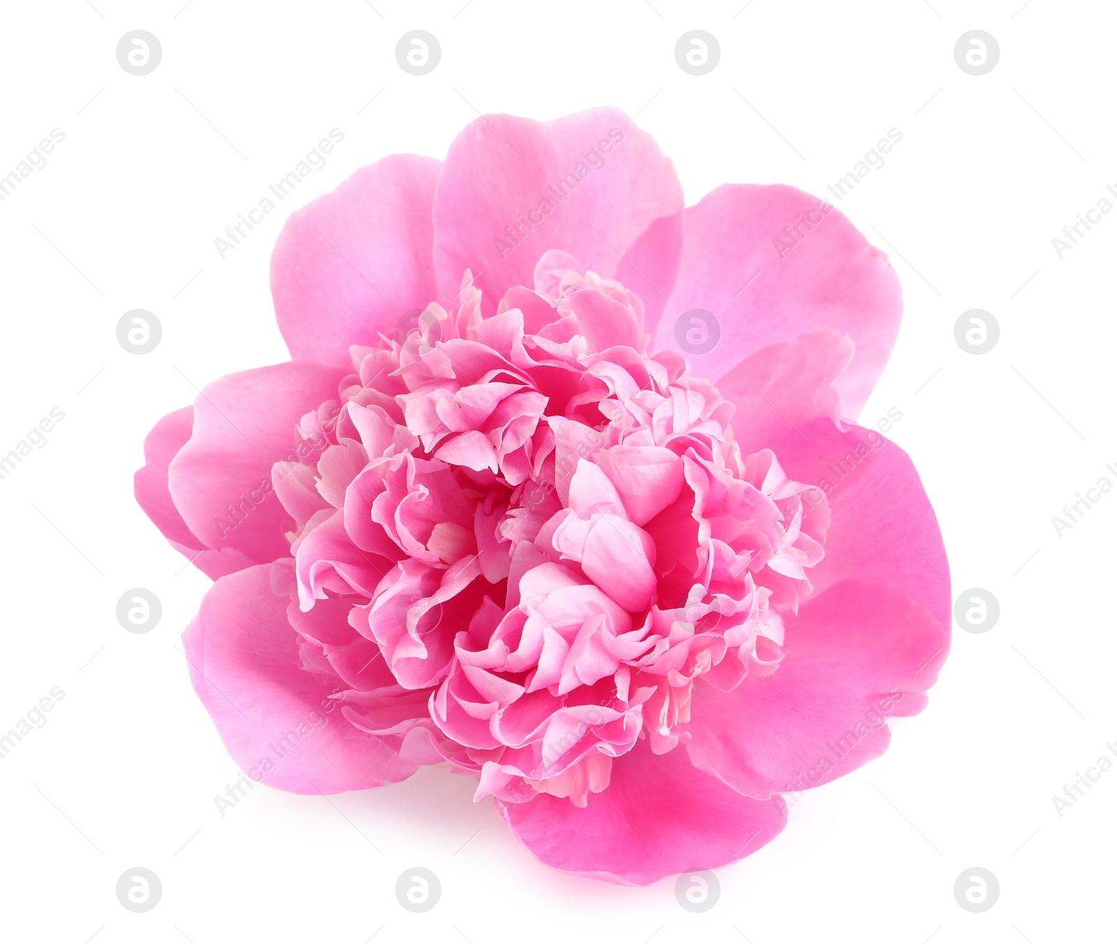 Photo of Beautiful fresh peony flower on white background