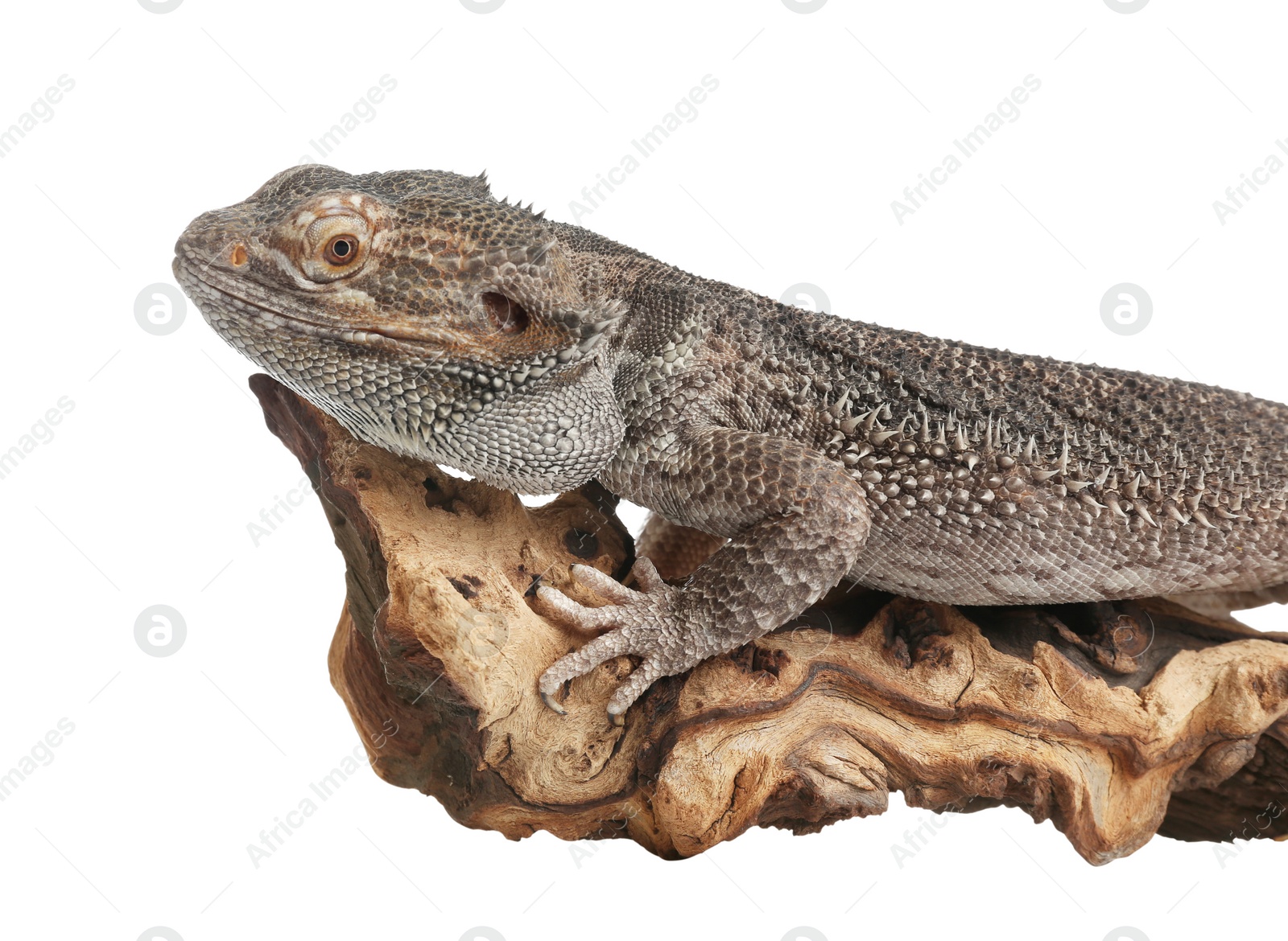 Photo of Bearded lizard (Pogona barbata) and tree branch isolated on white, closeup. Exotic pet