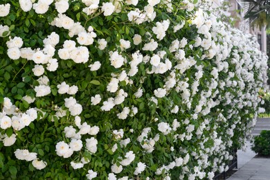 Photo of Beautiful blooming rose bush with white flowers outdoors