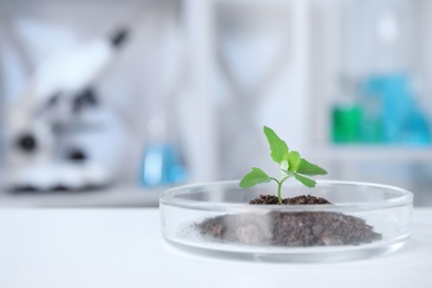 Photo of Green plant in Petri dish on table in laboratory. Biological chemistry