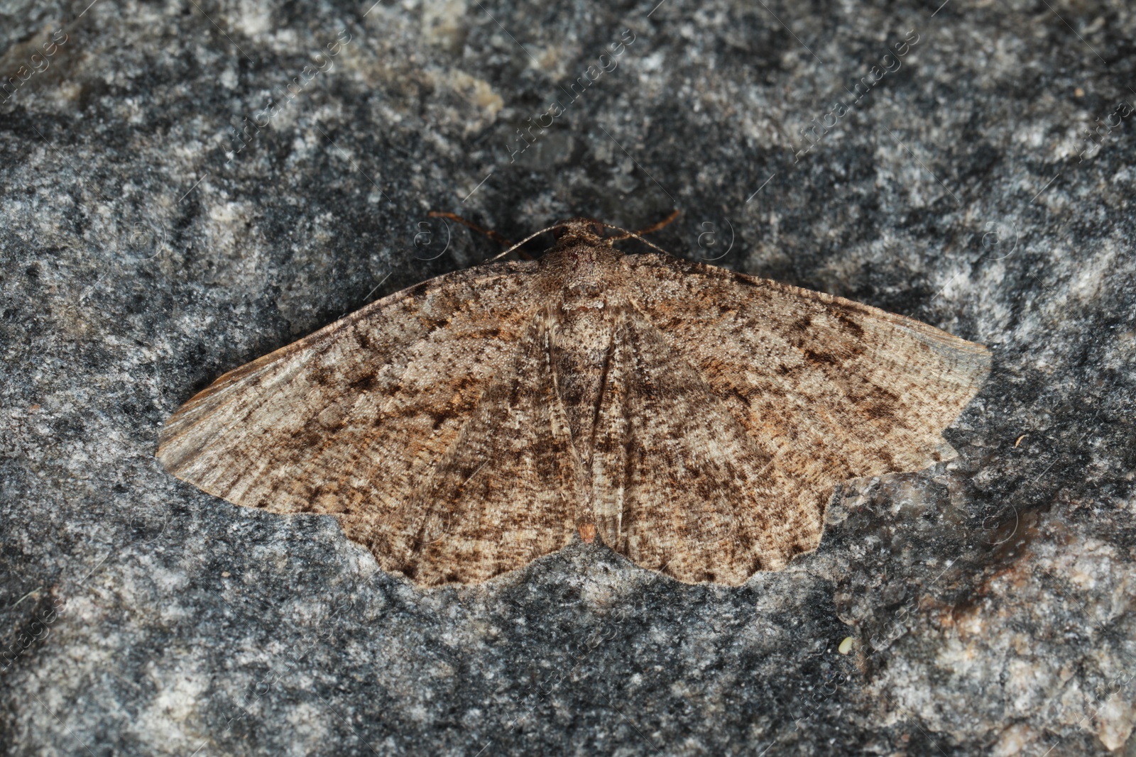 Photo of Alcis repandata moth on stone, top view