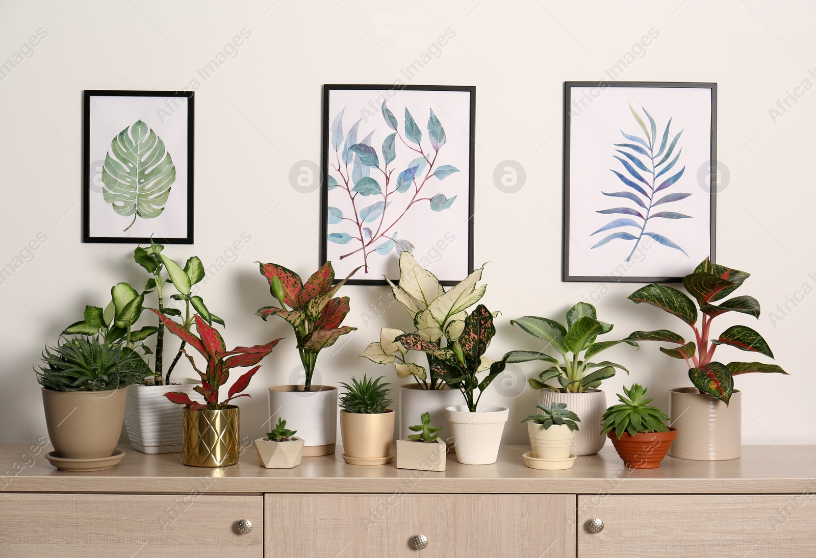 Photo of Collection of beautiful houseplants on wooden commode indoors