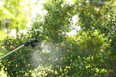 Photo of Spraying pesticide onto green bush outdoors, closeup. Pest control