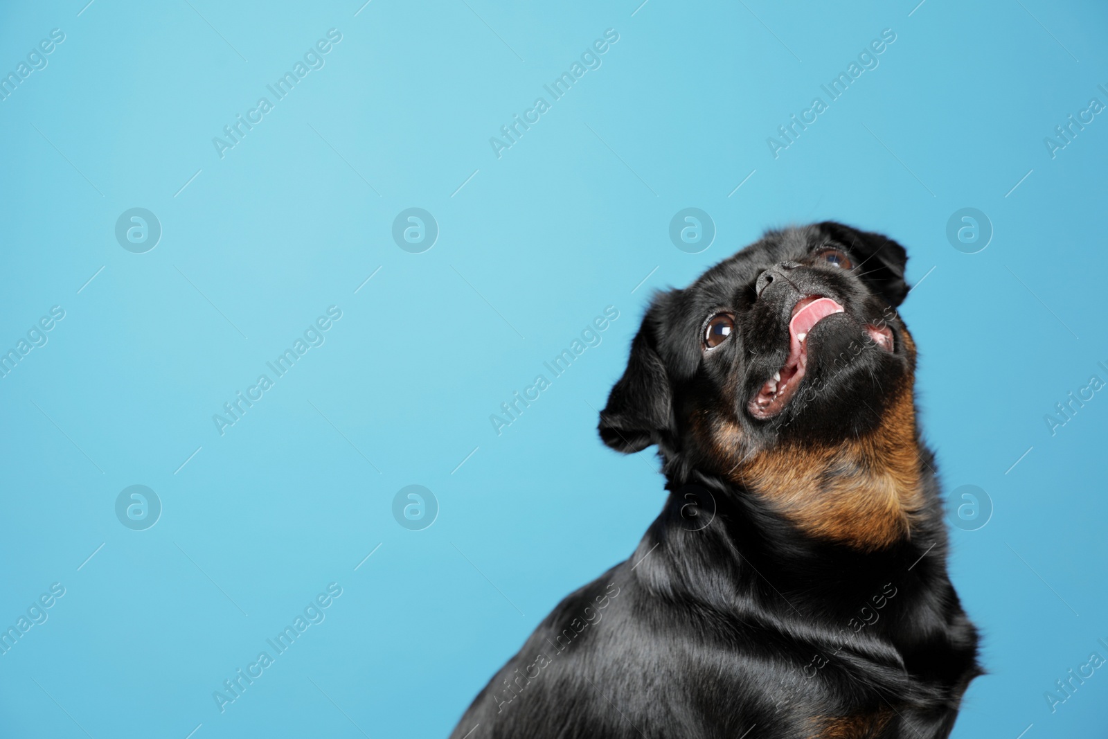 Photo of Adorable black Petit Brabancon dog on light blue background, space for text