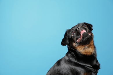 Photo of Adorable black Petit Brabancon dog on light blue background, space for text