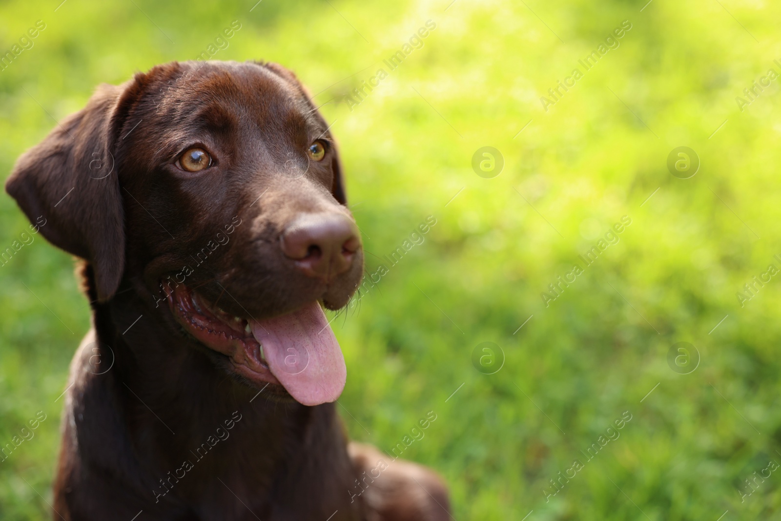 Photo of Adorable Labrador Retriever dog in park, closeup. Space for text