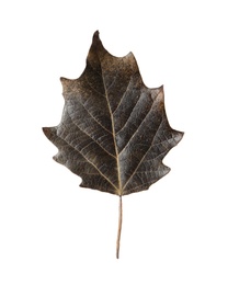 Beautiful leaf isolated on white. Autumn season