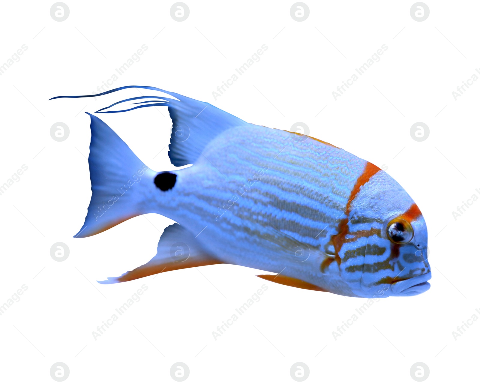 Image of Beautiful bright tropical angelfish on white background