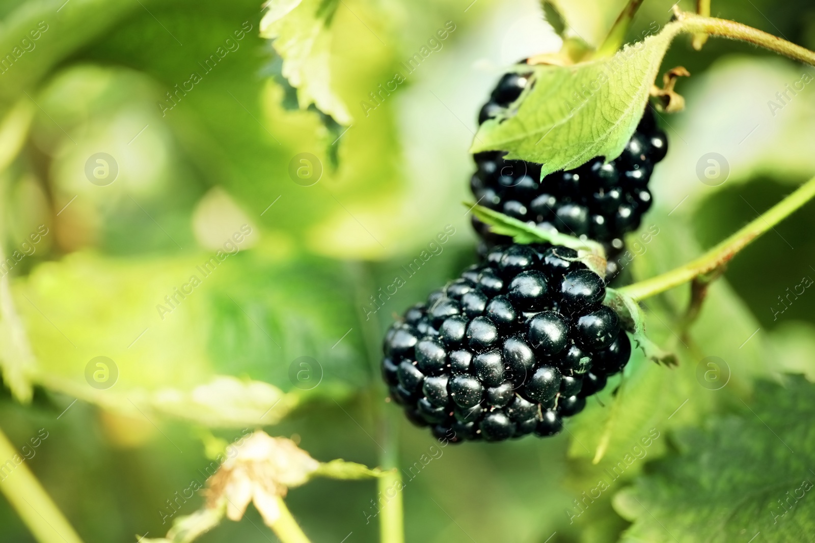 Image of Blackberry bush with ripe berries in garden, closeup