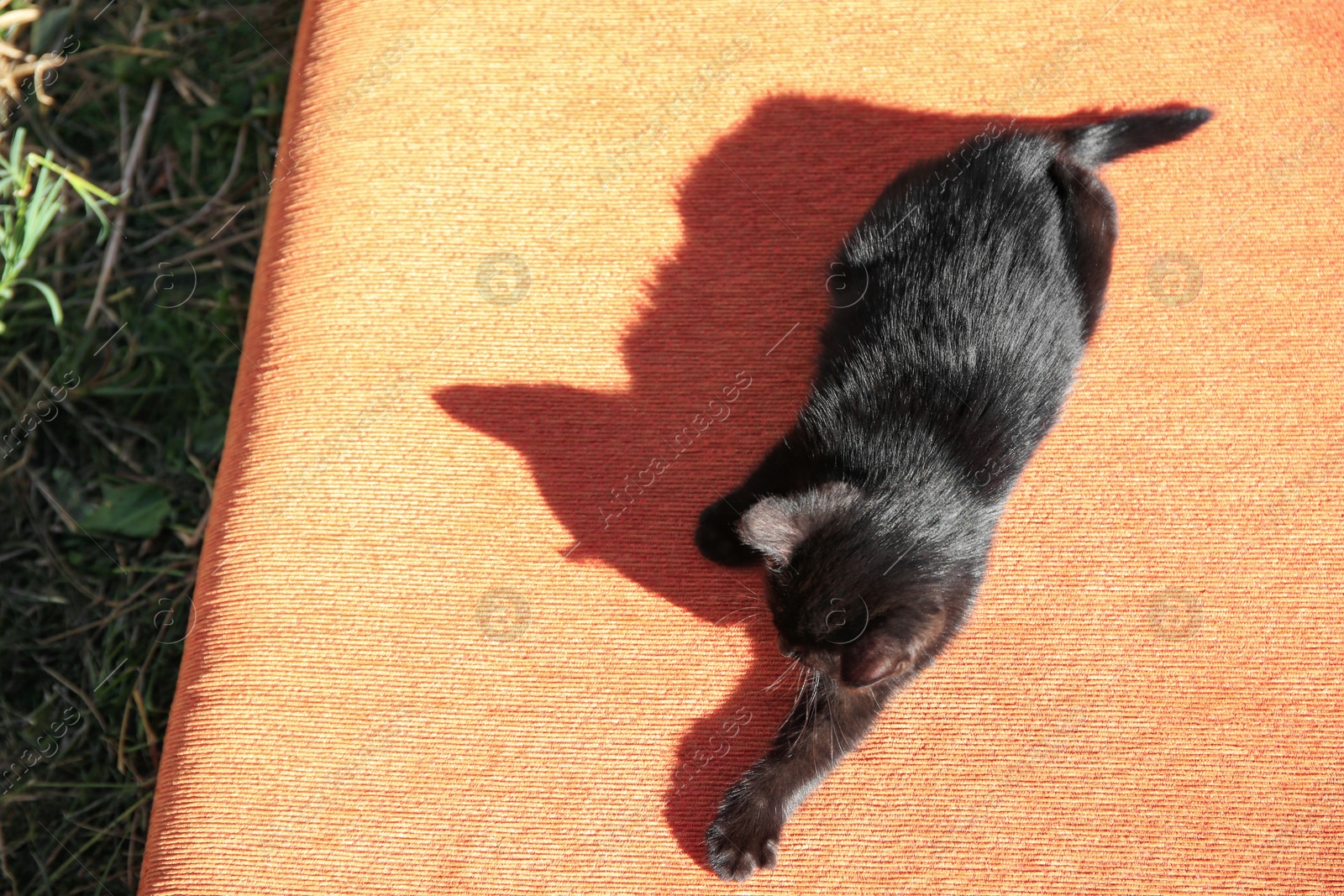 Photo of Lonely stray cat on sofa outdoors, above view. Homeless animal