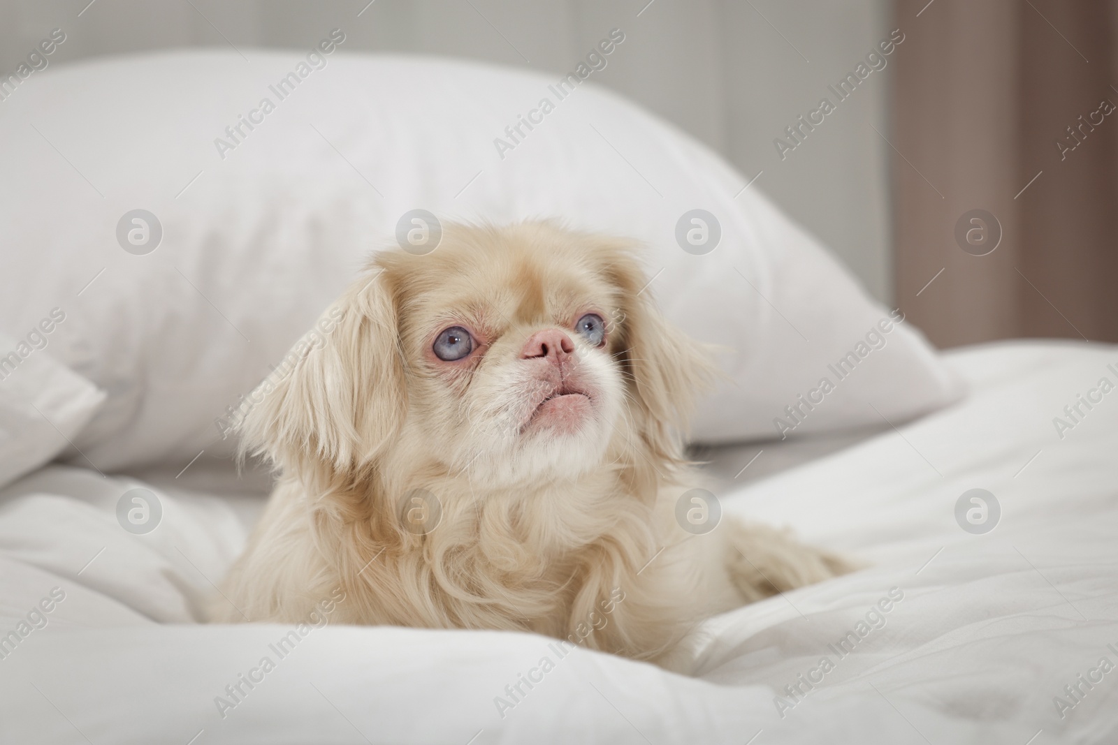 Photo of Cute Pekingese dog on bed in room