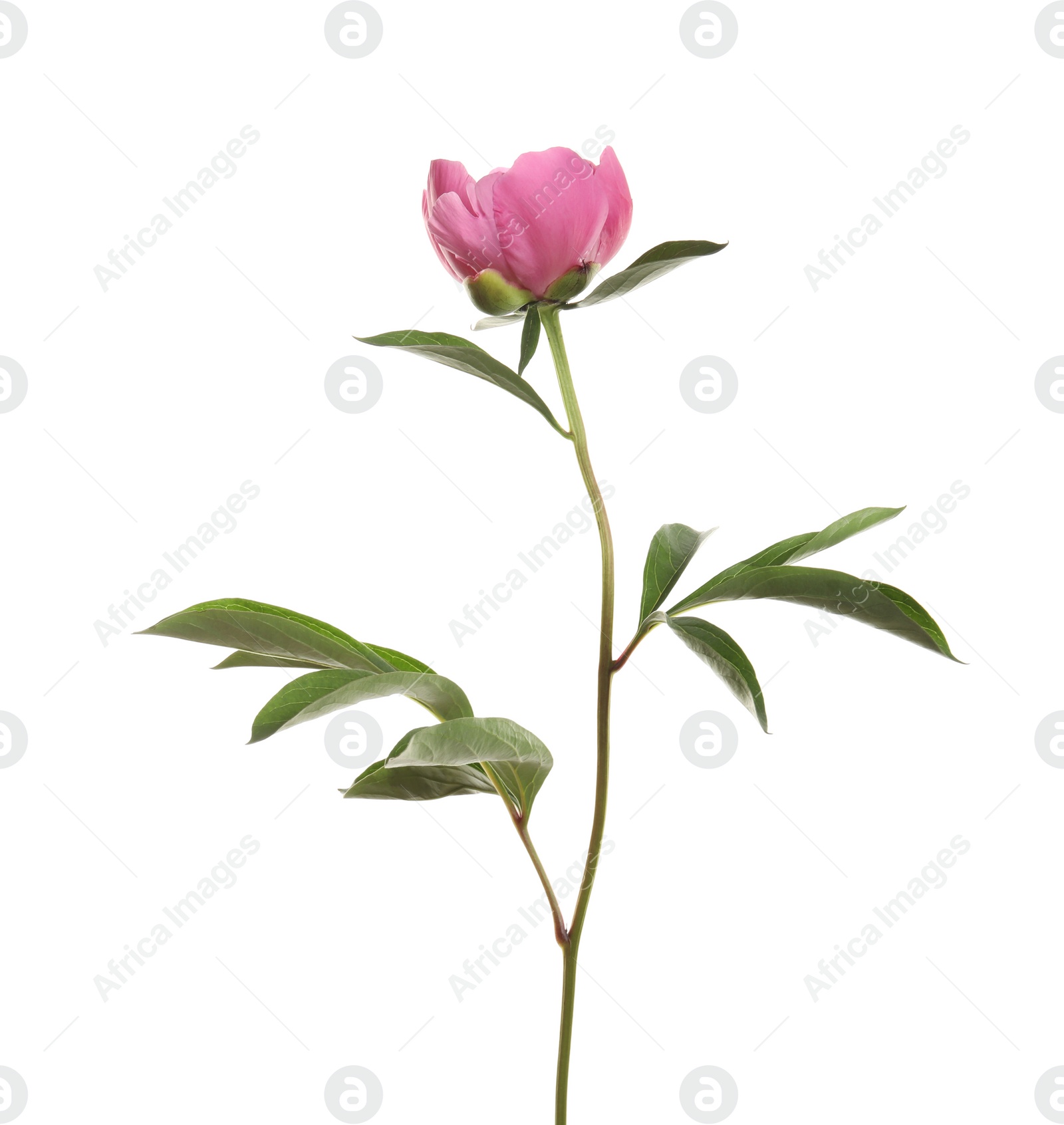 Photo of Fragrant bright peony on white background. Beautiful spring flower