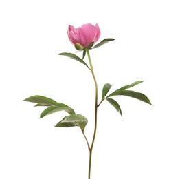 Photo of Fragrant bright peony on white background. Beautiful spring flower