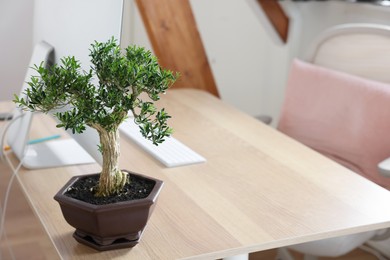 Photo of Beautiful bonsai tree in pot on wooden table indoors, space for text