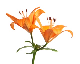 Photo of Beautiful fresh orange lilies on white background