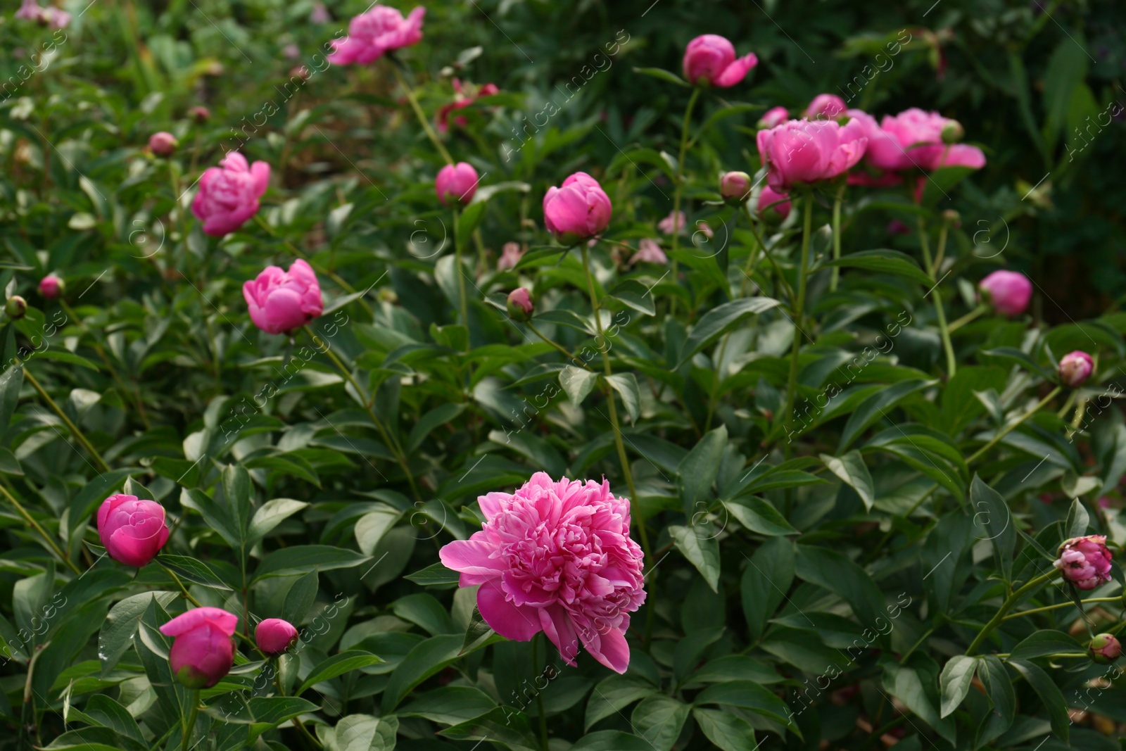 Photo of Beautiful peony plants with pink flowers and buds outdoors