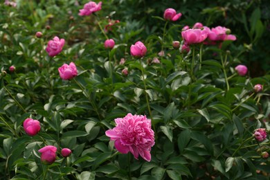 Photo of Beautiful peony plants with pink flowers and buds outdoors