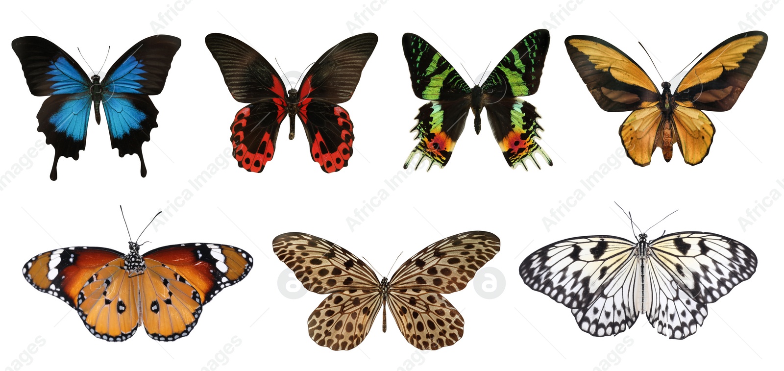 Image of Set of beautiful butterflies on white background