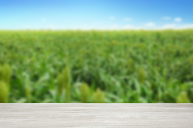 Empty wooden surface and blurred view of green corn plants growing in field. Space for text