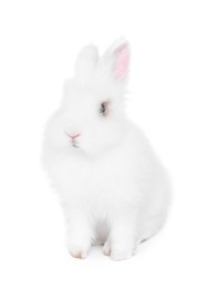 Photo of Fluffy rabbit on white background. Cute pet