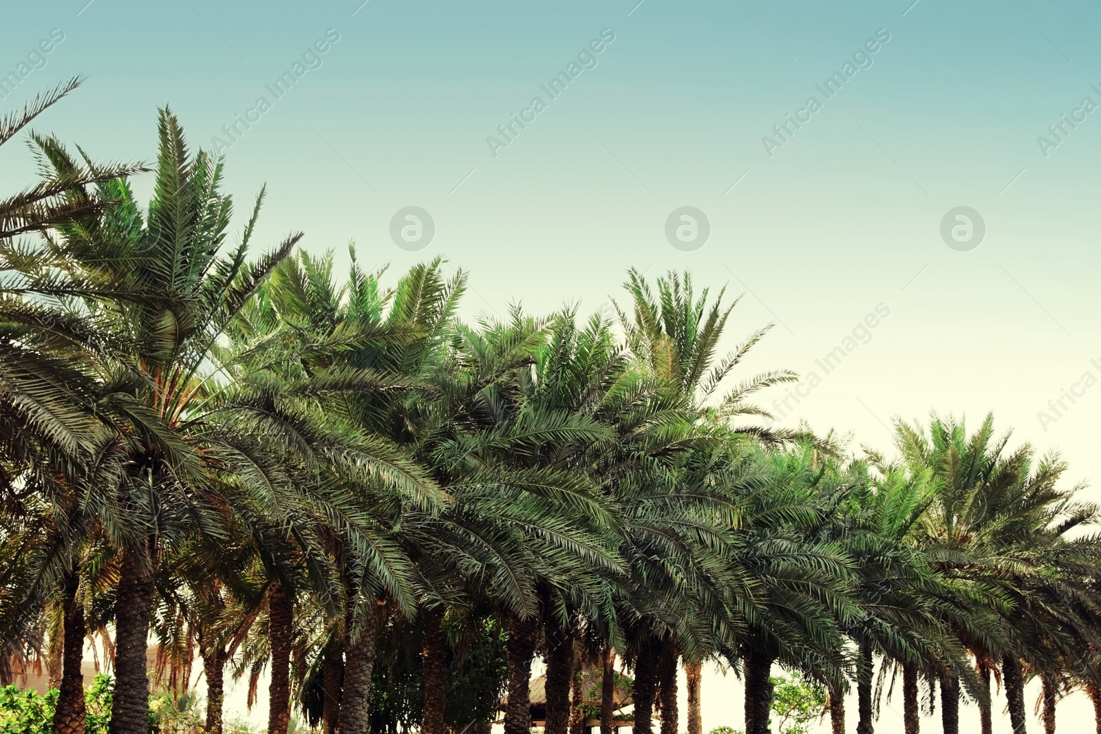 Image of Beautiful tropical palm trees outdoors on sunny day