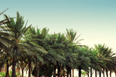 Beautiful tropical palm trees outdoors on sunny day